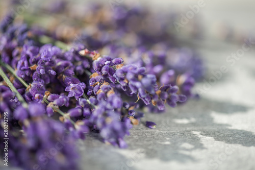 Lavender SPA. Lavender flowers on light gray background. Copy space  top view. SPA concept.