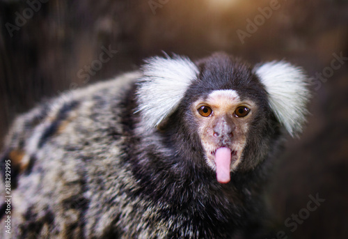 Portrait of white tufted-eared marmoset