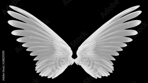 white wing of bird on black background