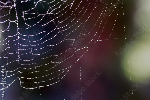 Spider web with droplets of dew © AnnaFotyma