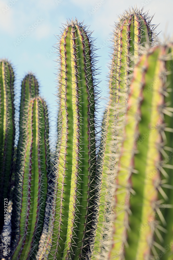 group of textured surface of green cactus flower in Aruba island group of textured surface of green cactus flower in Aruba island