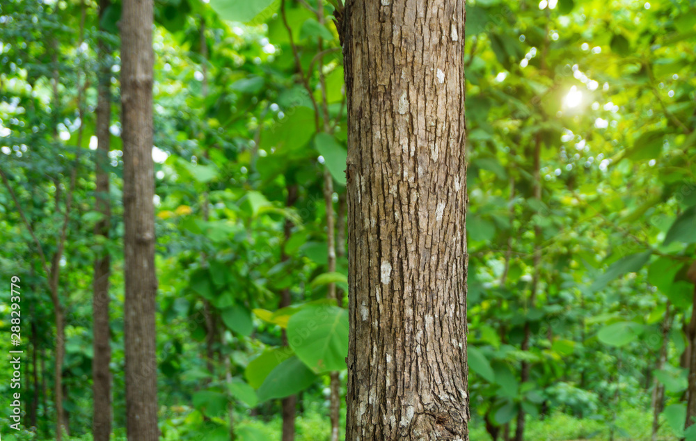 Trunk of Teak tree (Tectona grandis) is a tropical hardwood tree species Trunk of Teak tree (Tectona grandis) is a tropical hardwood tree species