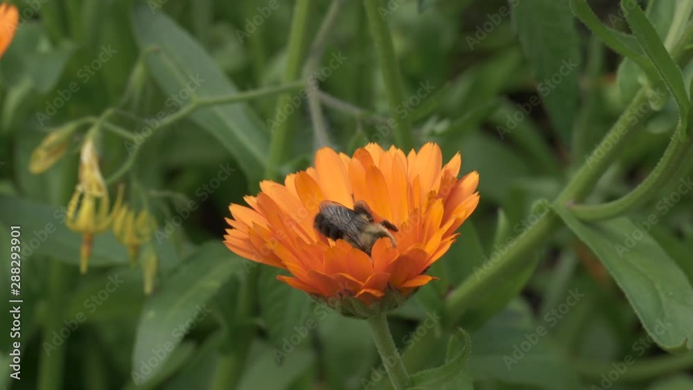 Honey Bee Collecting Pollen From An Orange Flower