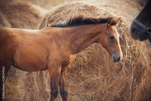 Shy cute chestnut foal standing next to a huge haystack, looking furtively at her mother, at the muzzle which is wearing the halter