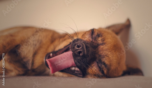 Brown chihuahua yawning and lying on a grey couch.  Selective focus. Tongue out