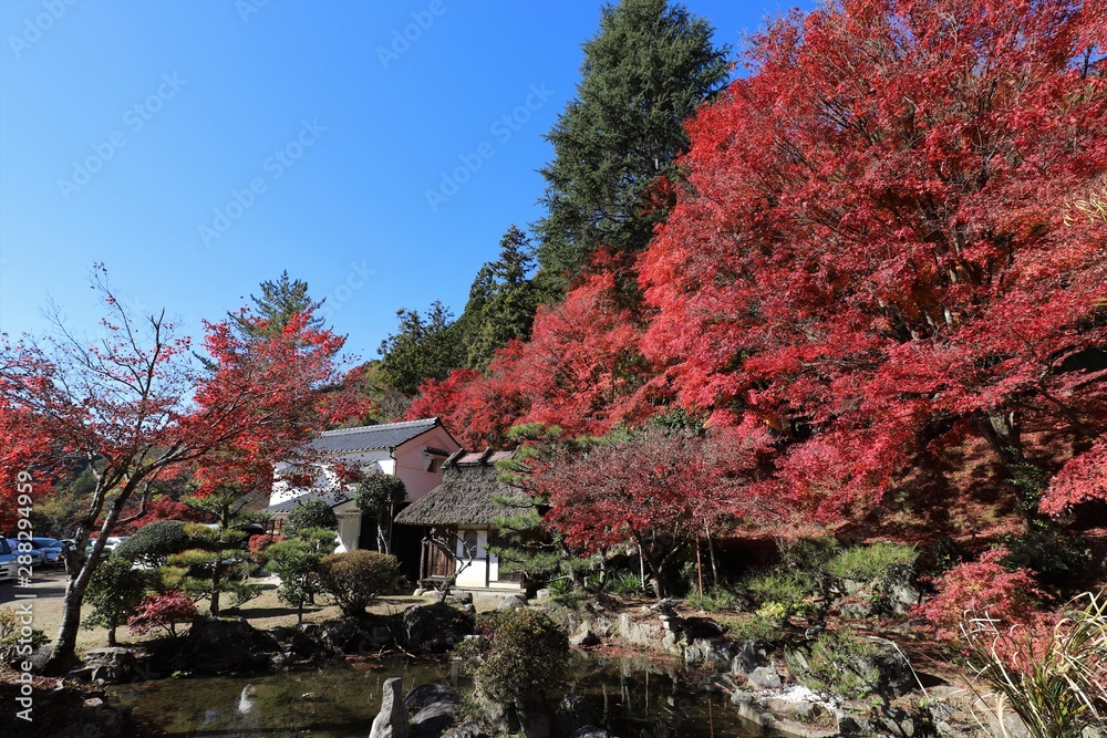 Obraz premium 香嵐渓の紅葉