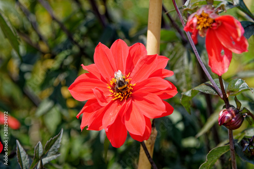 Bee on red flower - Summer garden