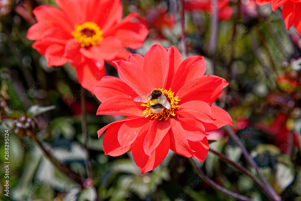 Bee on red flower - Summer garden Bee on red flower - Summer garden