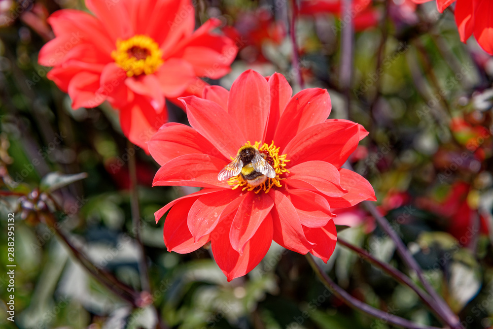 Bee on red flower - Summer garden Bee on red flower - Summer garden