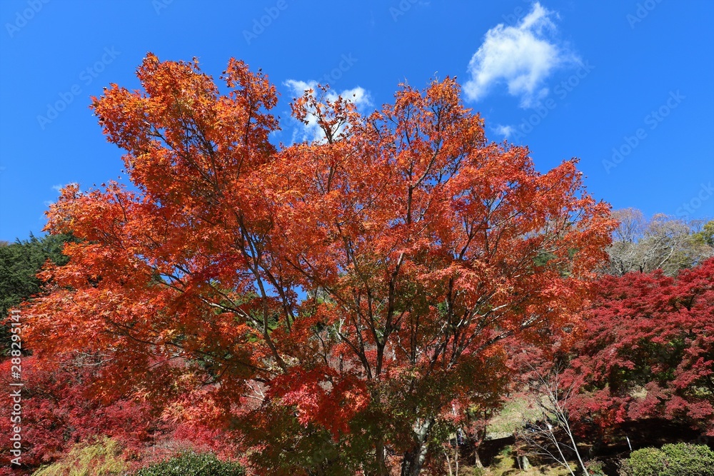 香嵐渓の紅葉 香嵐渓の紅葉