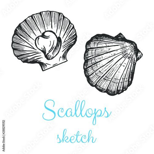 Scallops seafood sketch vector  hand drawn pencil drawing isolated design element.