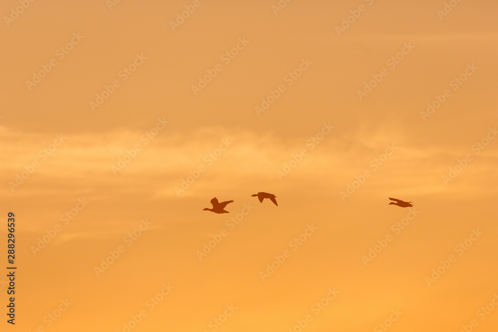 Geese flying in the sky at dawn