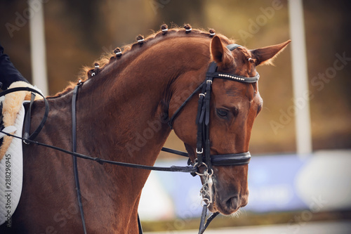 Portrait of a red horse with a braided mane, which runs, neck bent, at equestrian dressage competitions, lit by light sunlight.