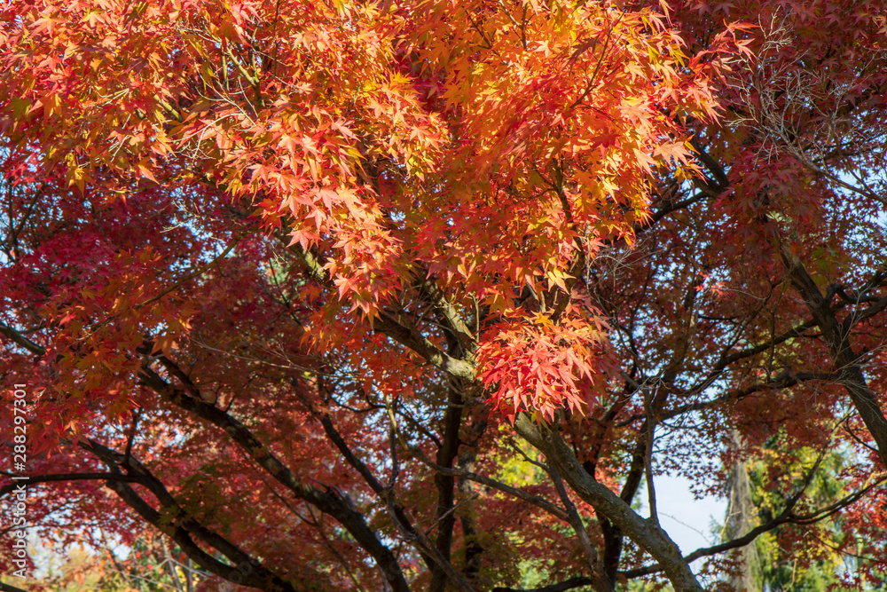 tree in autumn