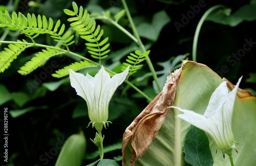 Fresh White Ivy Gourd Flower in Kitchen Garden photo