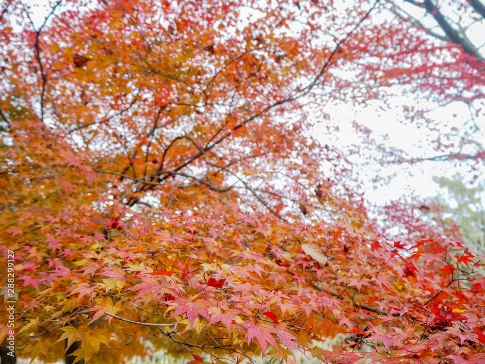 Colorful red maple leaves for background and copy space