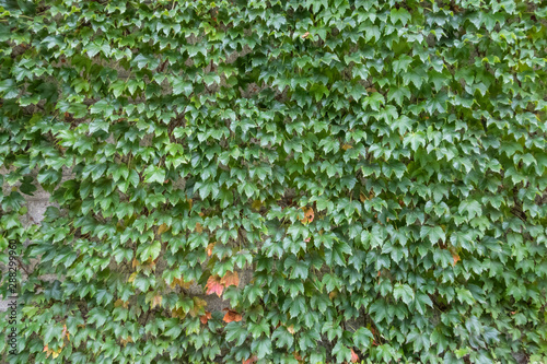 green leaves background