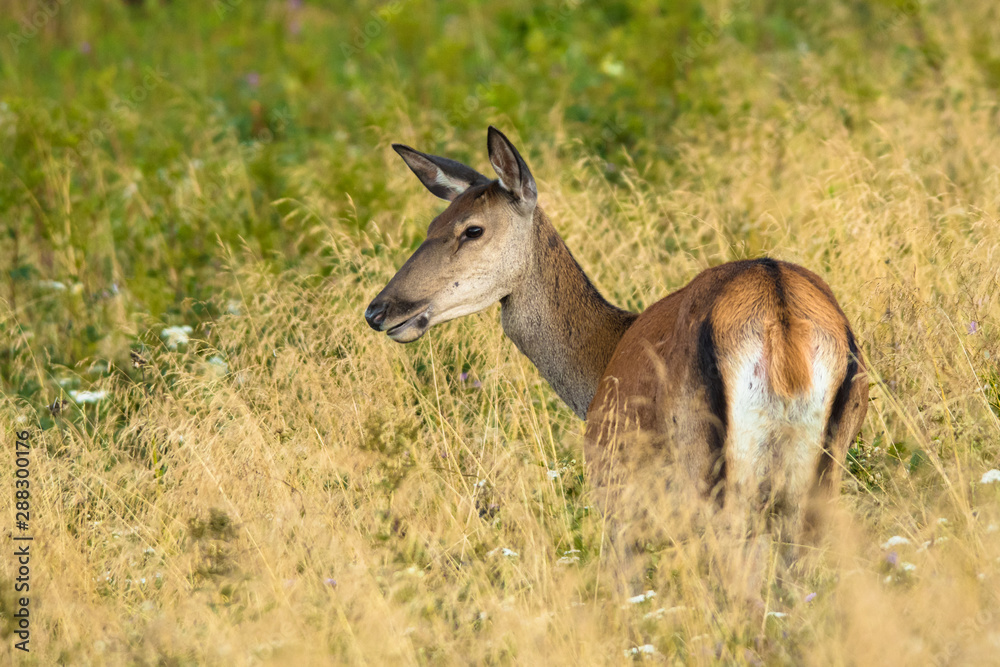 Red deer (Cervus elaphus) on the meadow. Bieszczady Mountains. Poland Red deer (Cervus elaphus) on the meadow. Bieszczady Mountains. Poland