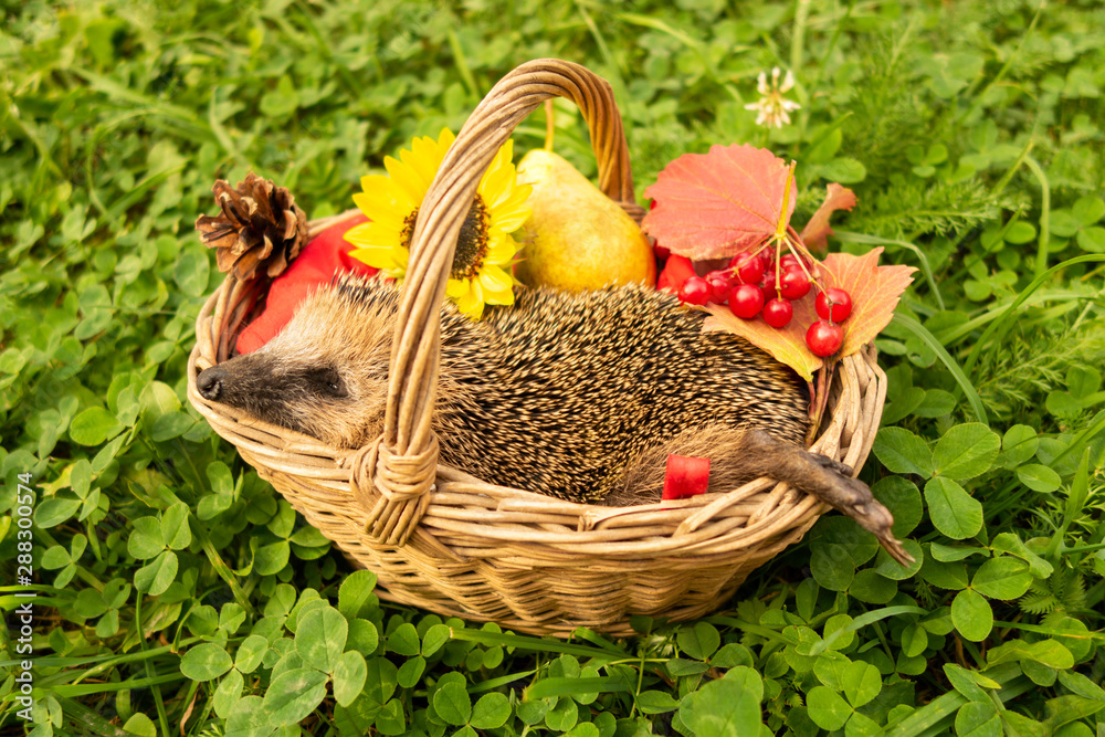Cute wild hedgehog in the basket. Autumn concept.