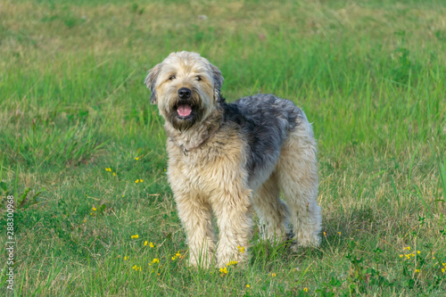 Valokuva Irish soft coated wheaten terrier stay on grass