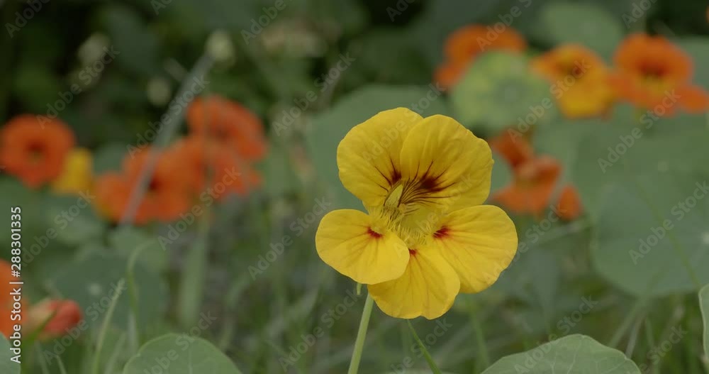 (Tropaeolum majus) Gelb mit dunkle fleck Blüte der Große Kapuzinerkresse mit schildförmig und rund Blätter (Tropaeolum majus) Gelb mit dunkle fleck Blüte der Große Kapuzinerkresse mit schildförmig und rund Blätter
