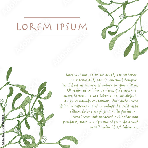 Vector christmas outline corner background of mistletoe plant on a white background 
