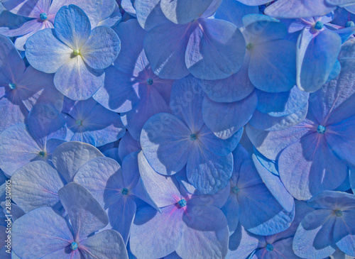 Blue flowers of Hydrangea serrata in early summer close up. Beatiful background.