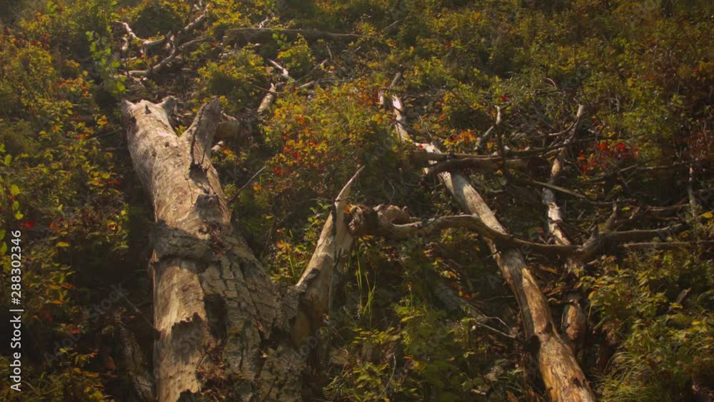 Close-up of an old log in the forest at sunset. Recorded in Raw on Blackmagic camera. Close-up of an old log in the forest at sunset. Recorded in Raw on Blackmagic camera.