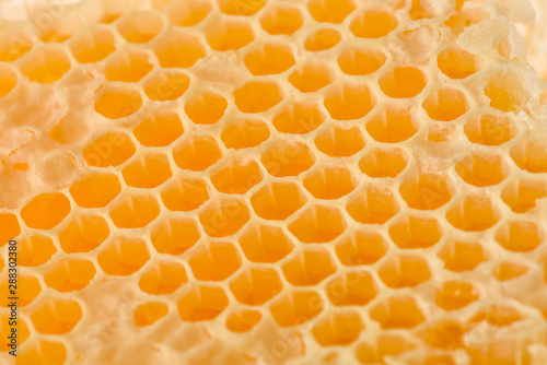 .honeycomb cut natural bee freshly removed from the hive