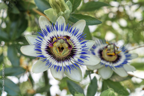 Flower of a blue passionflower in the green house; Passiflora caerulea