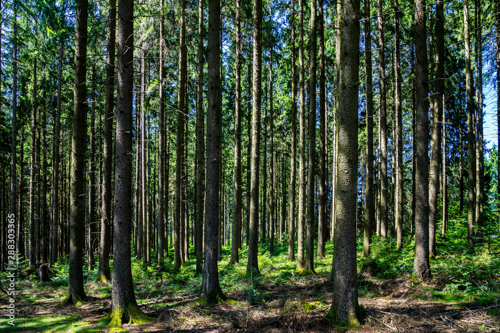 Fototapeta premium Germany, Black forest nature landscape of thicket of giant tree trunks covered by green moss in warm sunlight perfect for hiking and breathing clean air