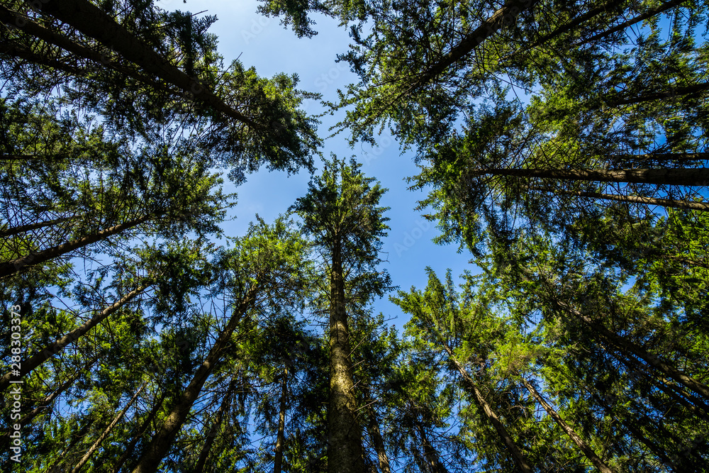 Germany, Blue sky over clearing of fir trees in coniferous forest of holiday region black forest nature landscape in summer with sunrays