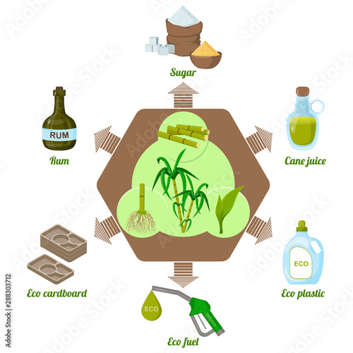 Sugarcane and products thereof. Processing. Infographics