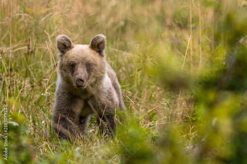 Brown bear (Ursus arctos) on the meadow. Bieszczady Mountains. Poland