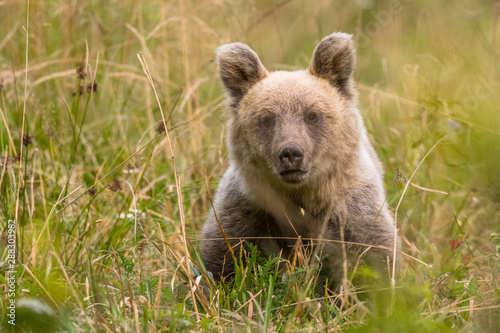 Brown bear (Ursus arctos) on the meadow. Bieszczady Mountains. Poland