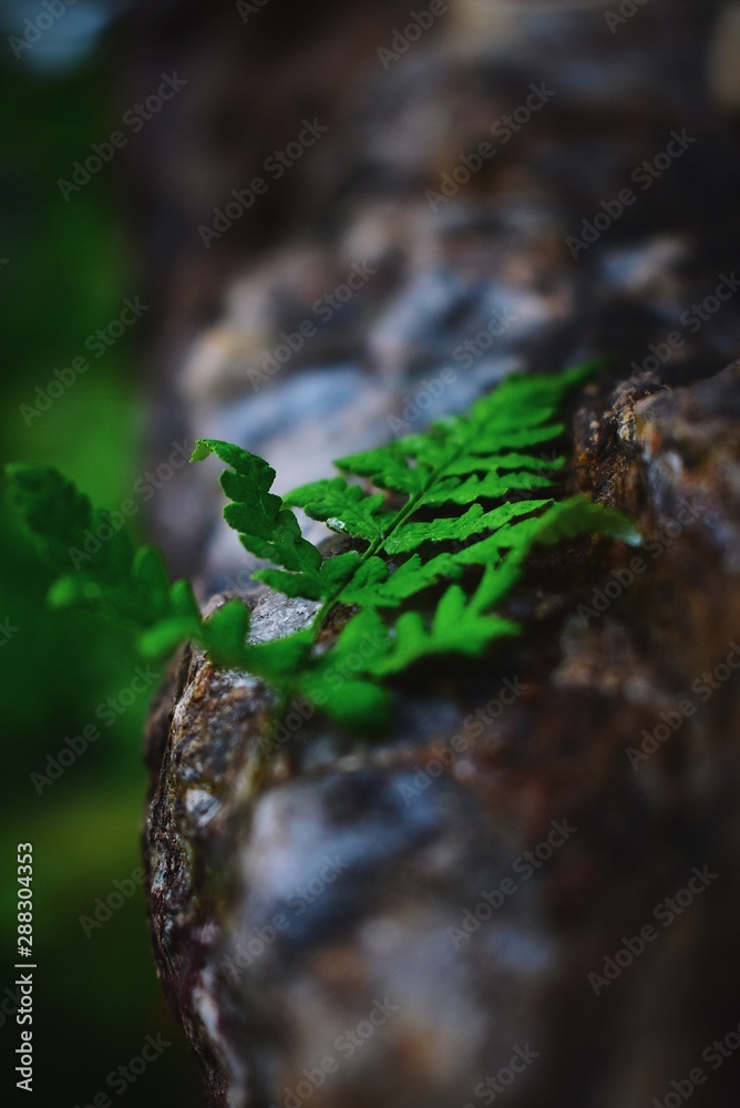 Fototapeta premium spider on leaf