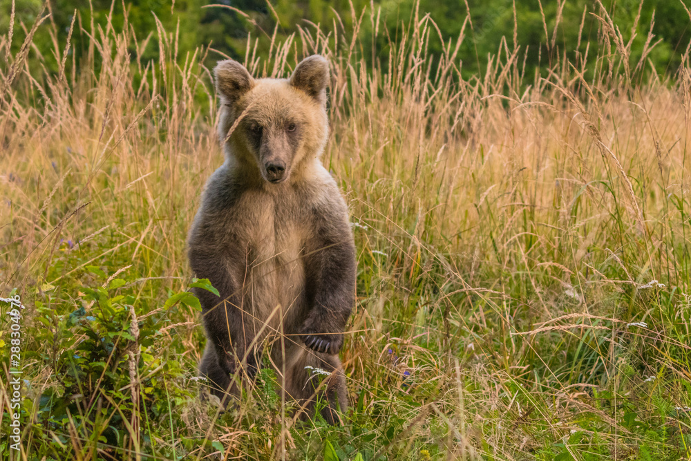 Obraz premium Brown bear (Ursus arctos) on the meadow. Bieszczady Mountains. Poland