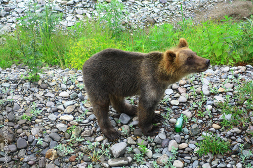 Young brown bear on a pebble beach. Close-up. photo