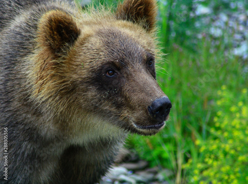 Young brown bear on a pebble beach. Close-up.