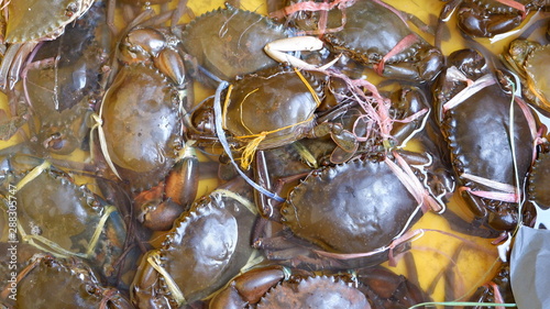fresh crabs on ice