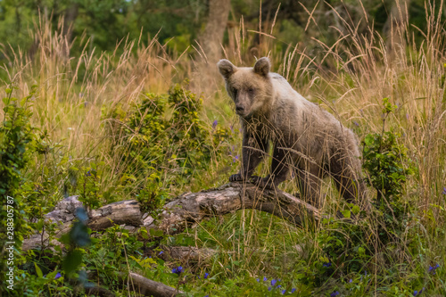 Fototapeta Naklejka Na Ścianę i Meble -  Brown bear (Ursus arctos) on the meadow. Bieszczady Mountains. Poland