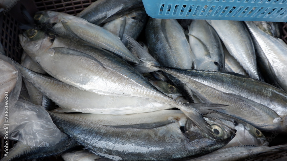 Obraz premium fresh fish at the market