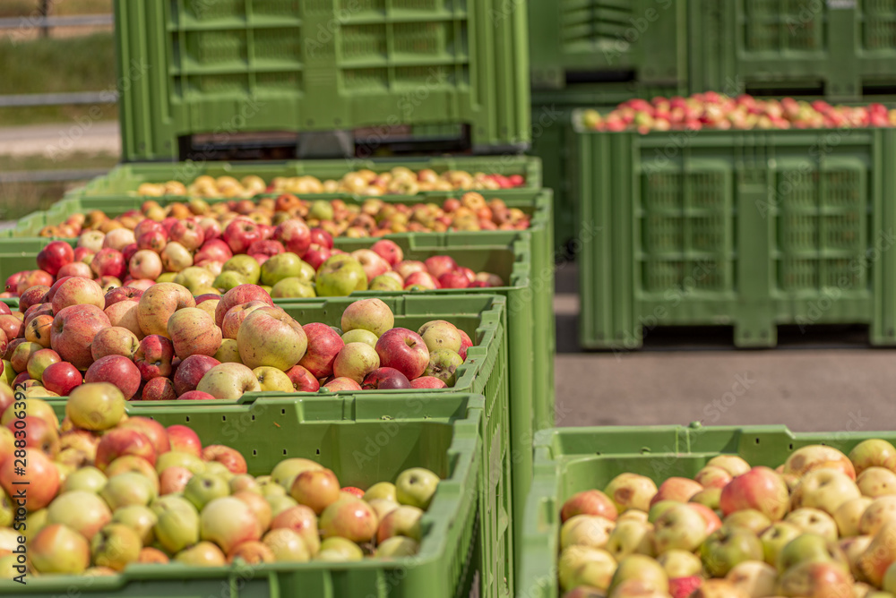 Many ripe fall apples in a container in autumn Many ripe fall apples in a container in autumn