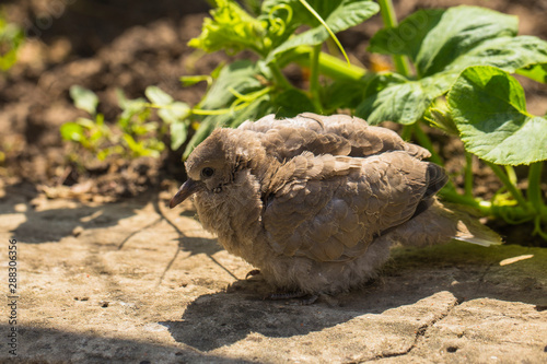 Wild pigeon chick. Eurasian collared dove  Streptopelia decaocto  is a dove species native to Europe and Asia. Streptopelia.