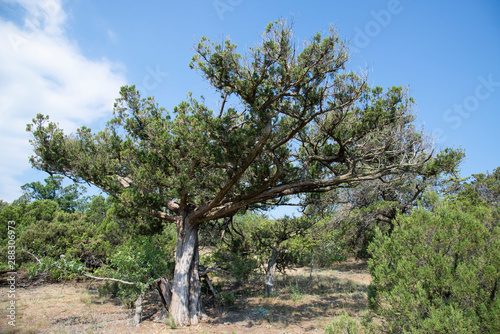 Relict pine on a rocky seashore of Black sea