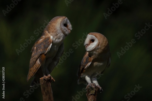 Two Barn owls on a branch. Drak green background