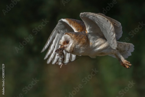 barn owl in flight with a mouse