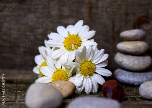 daisy and stones on a background