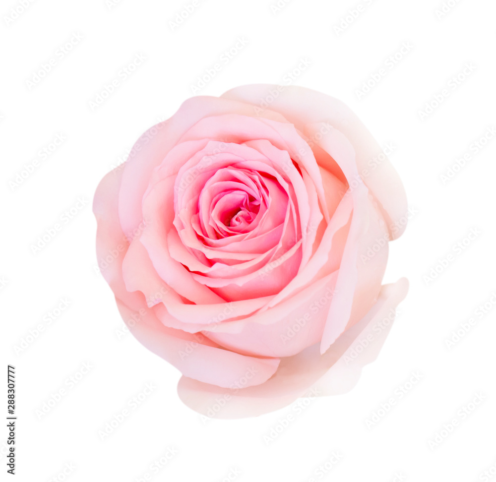 Pink rose flower isolated on white background, soft focus and clipping path. - obrazy, fototapety, plakaty 