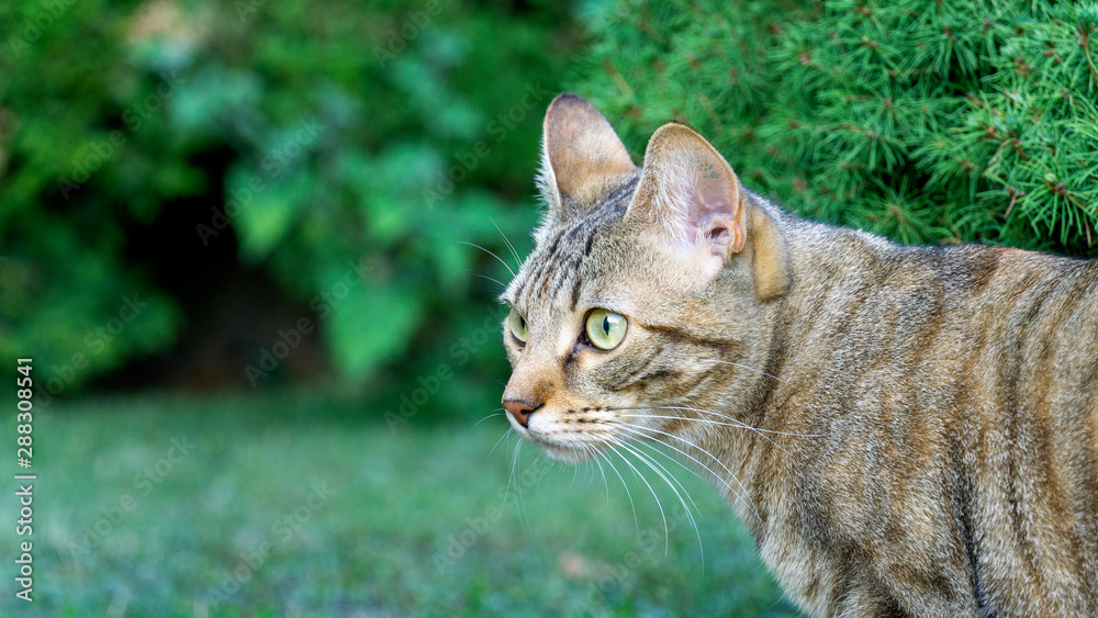 getigerte katze beim spielen im garten